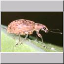 Polydrusus cervinus - Ruesselkaefer 01a 5-6mm.jpg